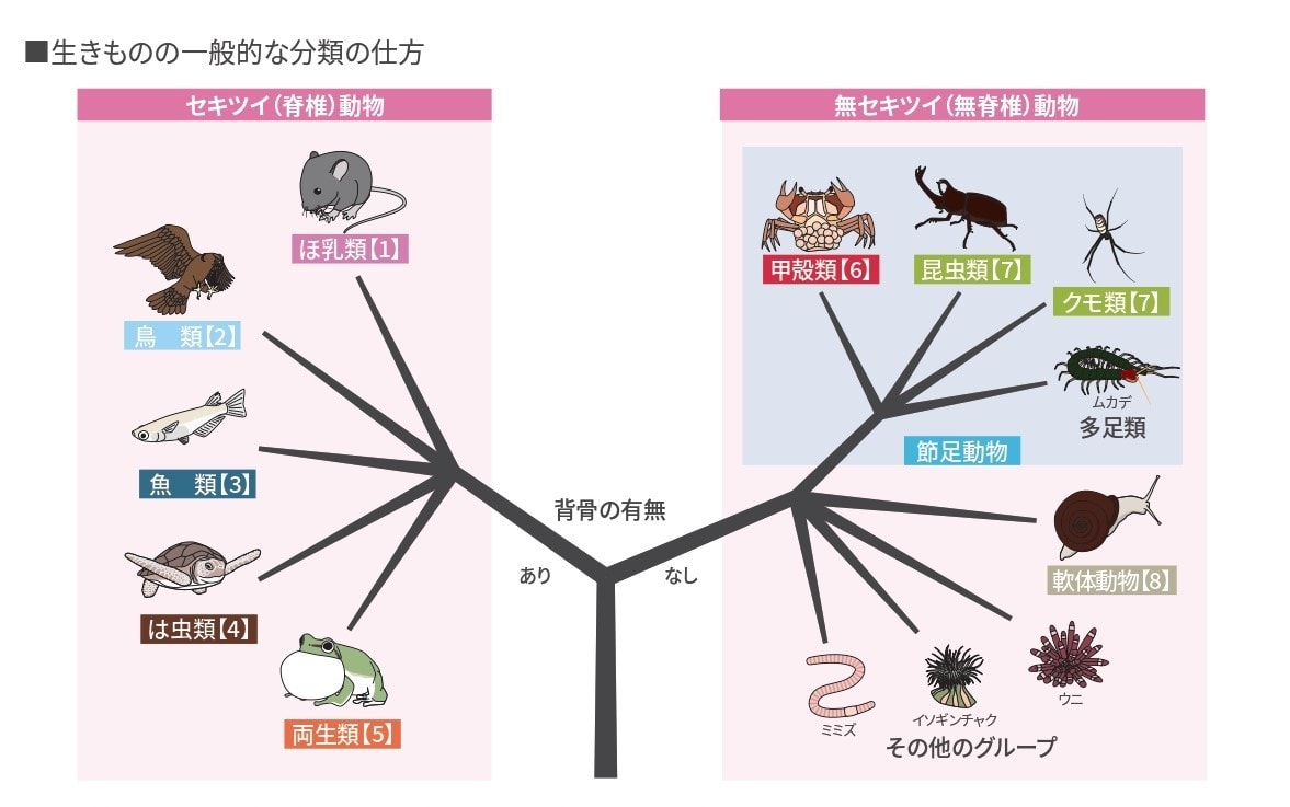 生きものの分類（カードゲーム”ベイビーズ？）